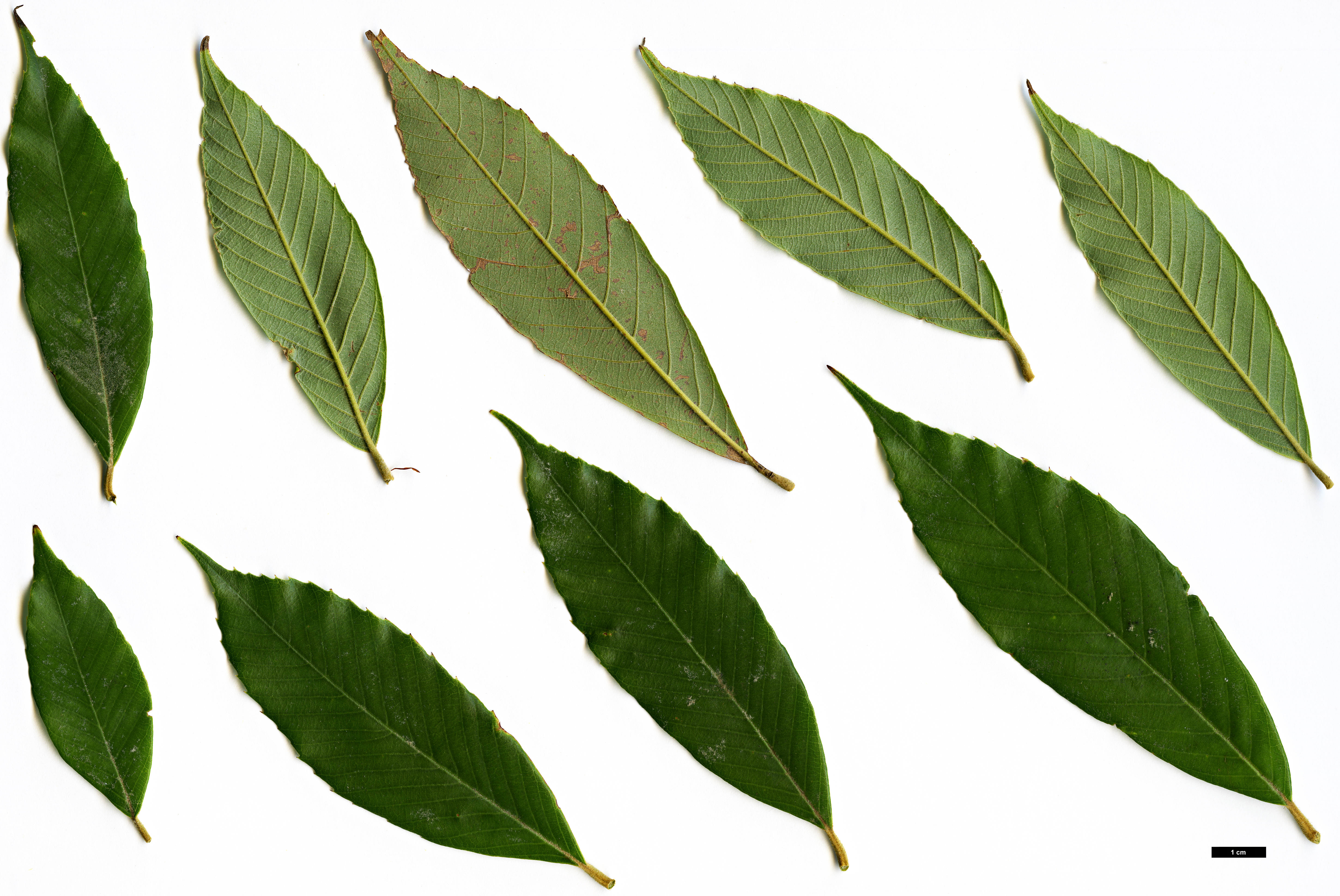 High resolution image: Family: Fagaceae - Genus: Quercus - Taxon: lobbii